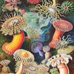 sea-anemones-ff2f024f55d6271ae881ab20a8718017
