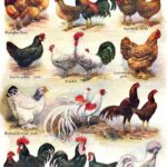 poules-poultry-20f2ae70b173c8fb948a035a675839c7