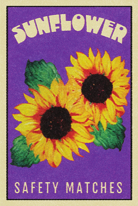 sunflower-000-resized